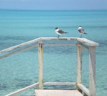 seagulls in Eleuthera